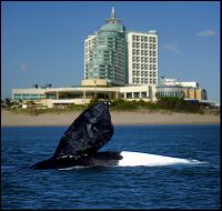 Ballena Franca Austral