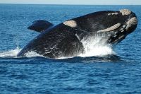 Ballena Franca Austral