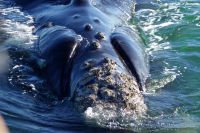 Ballena Franca Austral
